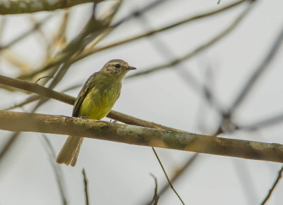 Groenkapbektiran, Yellow-Olive Flycatcher
