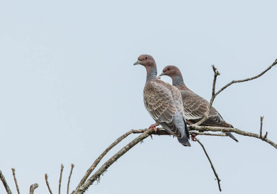 Picaduif, Picazuro Pigeon