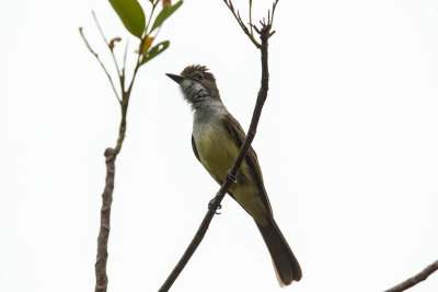 Geelbuikelaenia, Yellow-bellied Elaenia