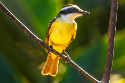 Great Kiskadee, Grote Kiskadie