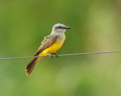 Tropical Kingbird, Tropische Koningtiran