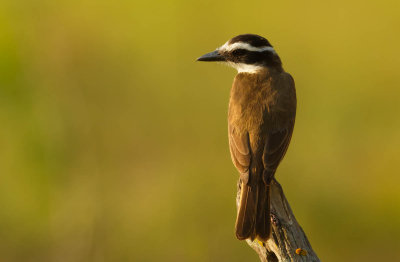 Great Kiskadee, Grote Kiskadie