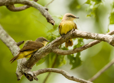 Tropical Kingbird juv., Tropische Koningtiran