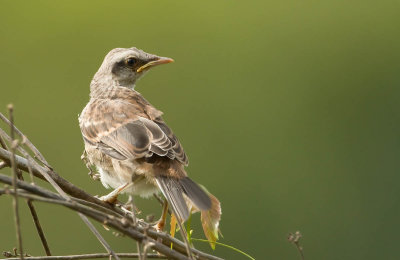 Chalk-bowned Mockingbird, juv. Caposspotlijster