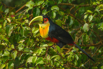 Red-Breasted Toucan, Roodbuik Toekan