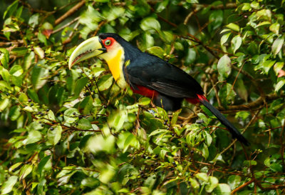 Red-Breasted Toucan, Roodbuik Toekan
