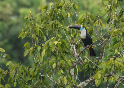 Roodsnaveltoekan, White-Throated Toucan