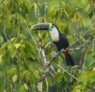 Roodsnaveltoekan, White-Throated Toucan