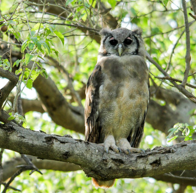 Verreaux' Oehoe, Verreaux's Eagle-Owl