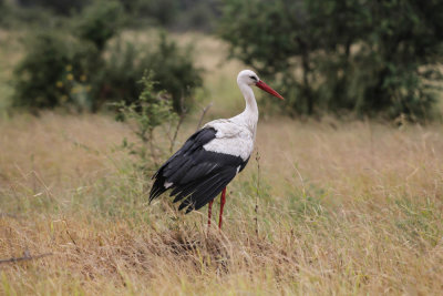 Ooievaar, White Stork