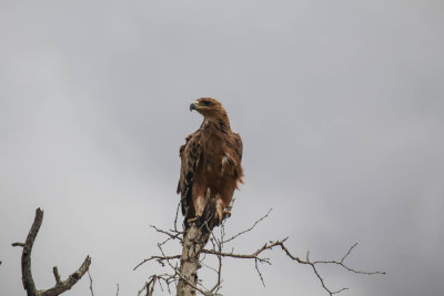 Savanne arend, Tawny Eagle
