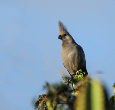 Grey go-away-bird (lourie), Vale tourako