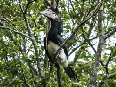 Trompetneushornvogel, Trumpeter Hornbill