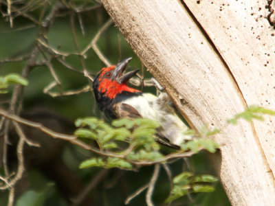 Black-collared Barbet, Zwarthalsbaardvogel