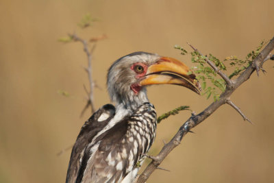 Southern Yellow-billed Hornbill, Zuidelijke Geelsnaveltok