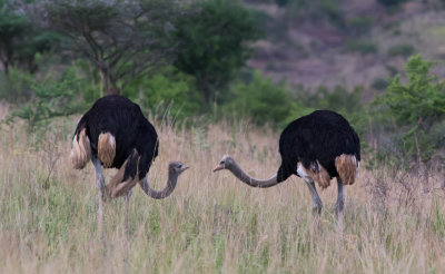 Common Ostrich, Struisvogel