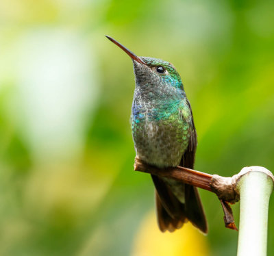 Hummingbirds