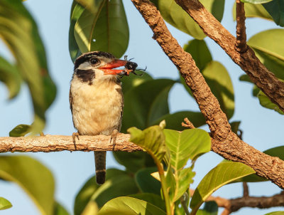 White-Eared Puffbird,Witbaardkoekoek