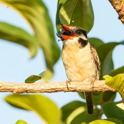 White-Eared Puffbird, Witoorbaardkoekoek