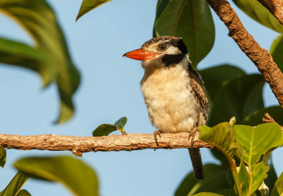 White-Eared Puffbird, Witoorbaardkoekoek