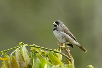 Double-Collared Seedeater, Witbaardwitbekje