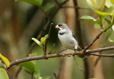 Double-Collared Seedeater, Witbaardwitbekje