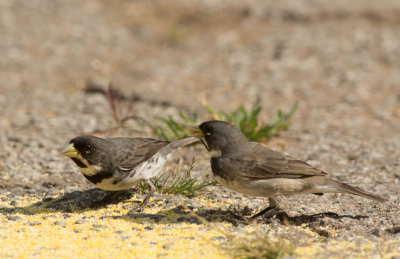 Double-Collared Seedeater, Witbaardwitbekje