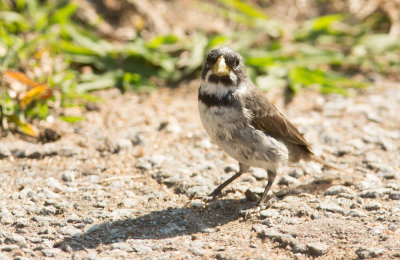 Double-Collared Seedeater , Witbaardwitbekje