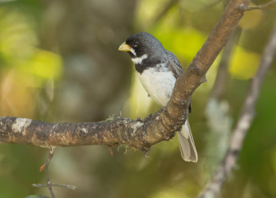Double-Collared Seedeater Female, Witbaardwitbekje