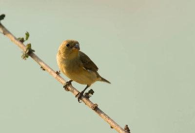 White-Bellied Seedeater, Bruinkeel Glansvogel