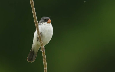 White-Billied Seedeater, Witbuikdikbekje