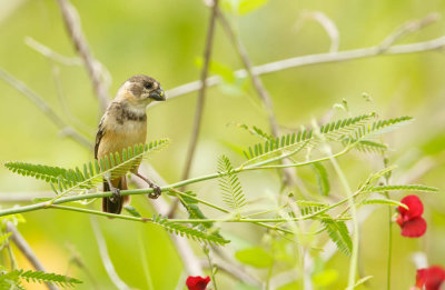 Seedeater