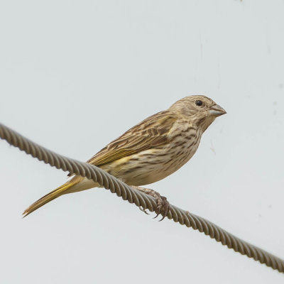 Seedeater female