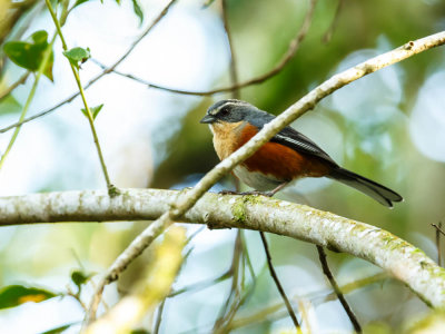 Red-rumped warbling finch, Roodflankboomgors