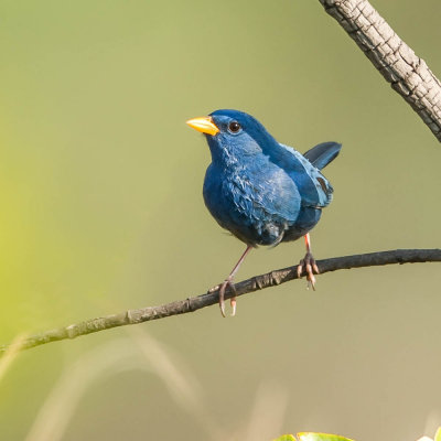 Blue Finch, Kobaltgors
