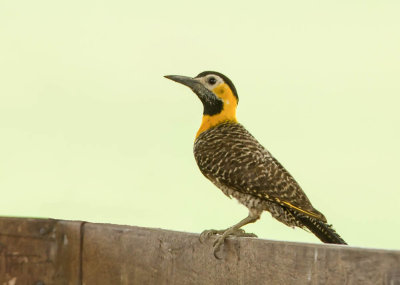 Campo Flicker, Campogrondspecht