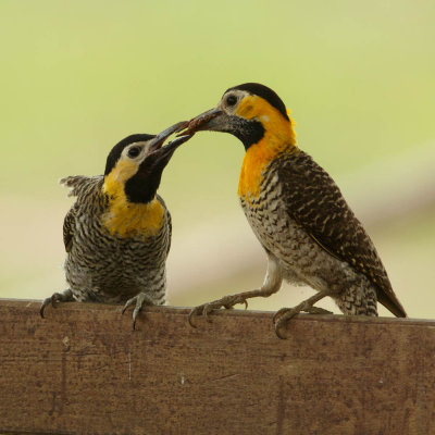 Campo Flicker, Campogrondspecht