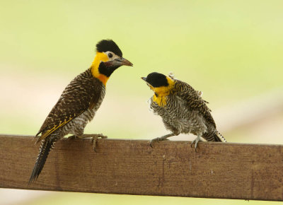Campo Flicker, Campogrondspecht