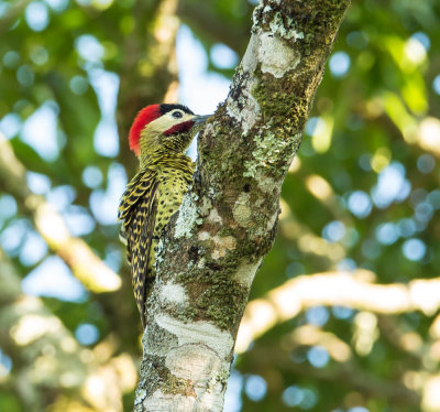 Green-Barred Woodpecker, Groenbandgrondspecht