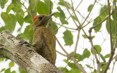 Little Woodpecker, Muisspecht