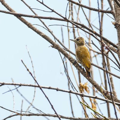 Red-Stained Woodpecker, Roodvleugelspecht