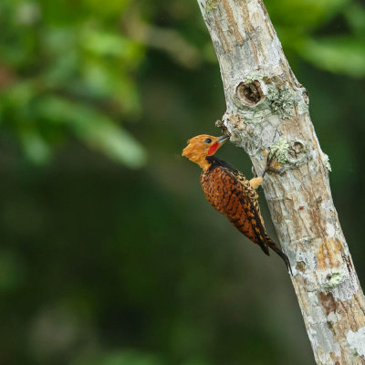 Ringed Woodpecker, Zwartborstspecht