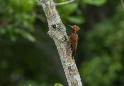 Ringed Woodpecker, Zwartborstspecht