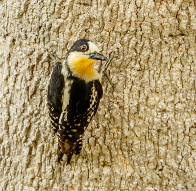 Cactusspecht, White-Fronted Woodpecker