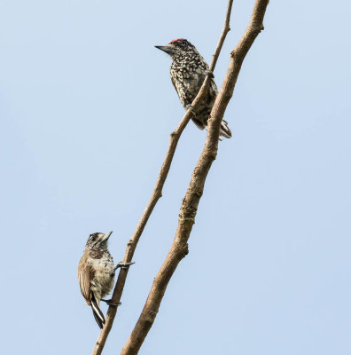 White-Wedged Piculet, Witschubdwergspecht