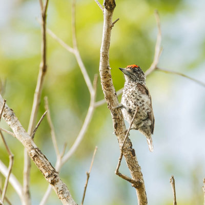 White-Wedged Piculet, Witschubdwergspecht