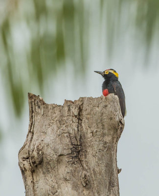 Geelbrauwspecht, Yellow-Tufted Woodpecker