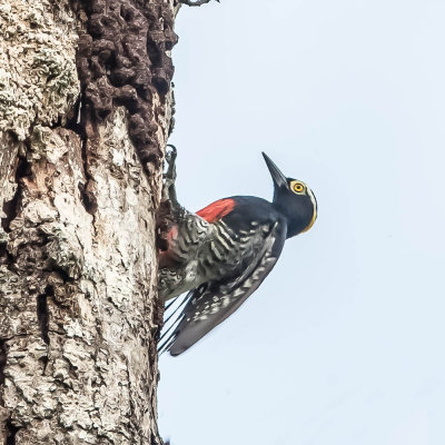 Geelbrauwspecht, Yellow-Tufted Woodpecker