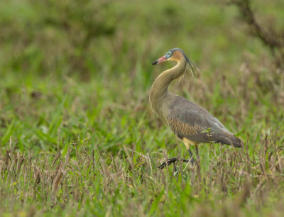 Fluitreiger, Whistling Heron