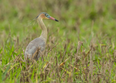 Fluitreiger, Whistling Heron